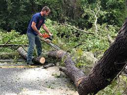 Clarkson, KY Tree Removal Services Company