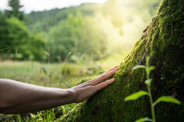 How Our Tree Care Process Works  in  Clarkson, KY