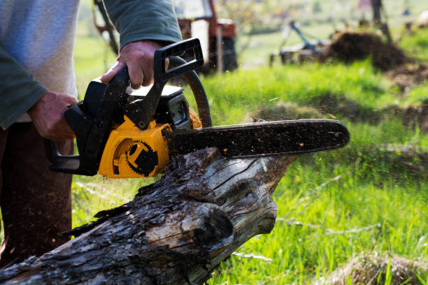 Tree and Shrub Care in Clarkson, KY